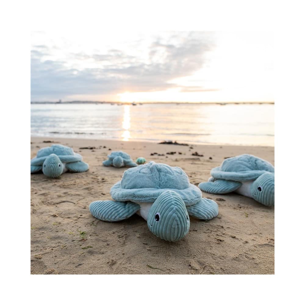 les tortues et raies déglingos – Image 5